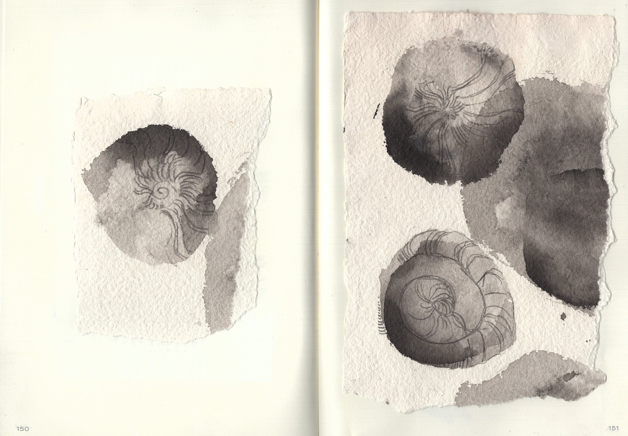 Ammonite fossil sketches
